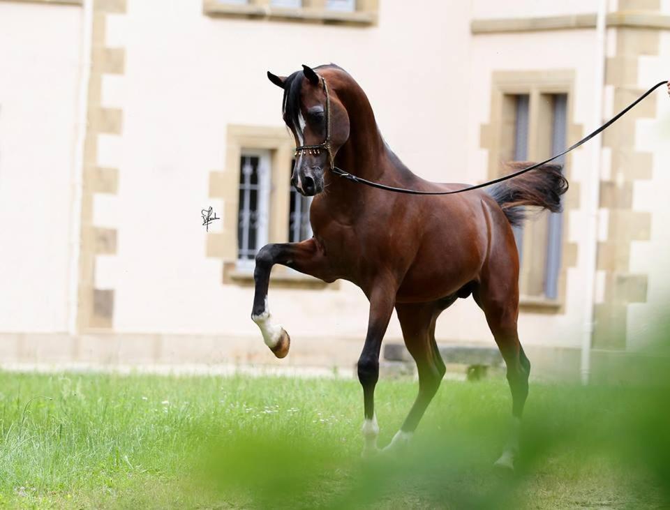 PalingesLe Haras Du Favryアパートメント エクステリア 写真