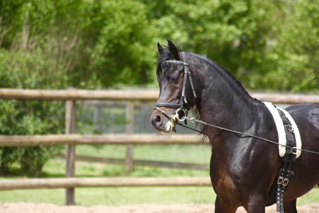 PalingesLe Haras Du Favryアパートメント エクステリア 写真